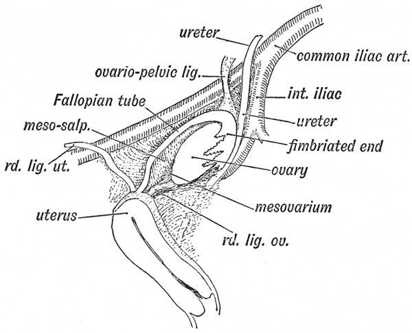 Fig. 5 Showing the position of the Ovary on the lateral wall of the Pelvis and its relation to the Fallopian Tube