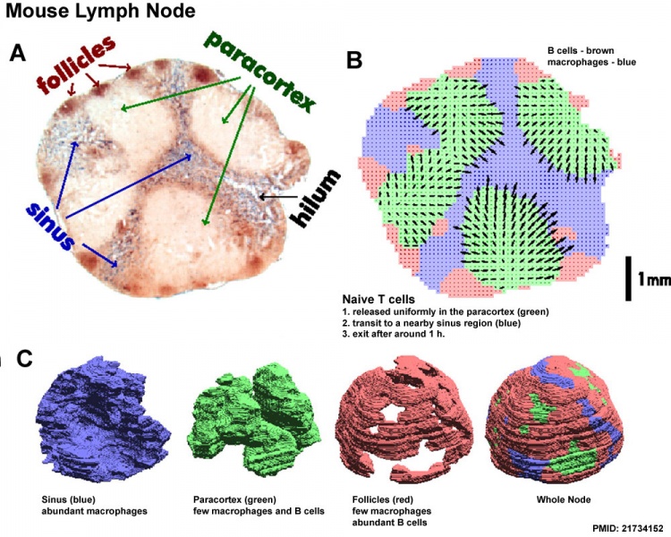 File:Lymph node model dymamics.jpg