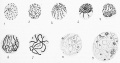 Prophases of the heterotypic division in the female (ovary of tadpole)