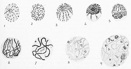Book - The Frog Its Reproduction and Development 3 - Embryology