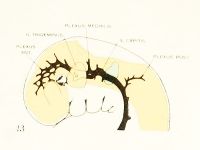Streeter1921 fig13.jpg