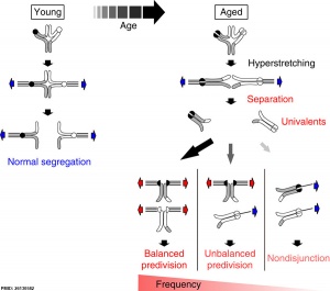 Age-related chromosome segregation errors during Meiosis I model