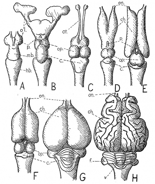 File:DeBeer1928 fig172.jpg