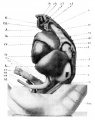 Fig 5. 11 mm embryo