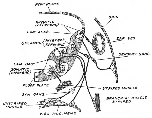 Fig. 82 Diagrammatic section across the Hind-Brain to show the grouping of cranial nerves and their nuclei.