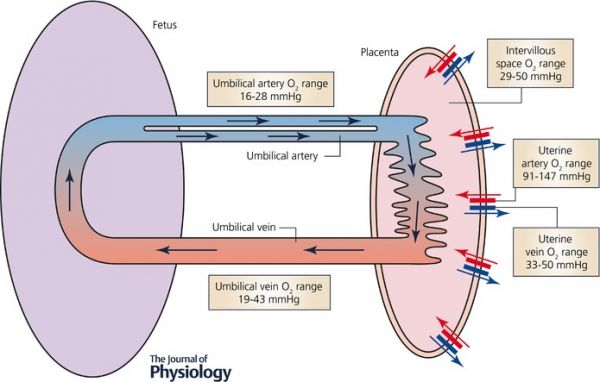 maternal and fetal placental circulations, showing the major compartments and published attributed in vivo oxygen values
