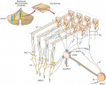 Fig 22 Modular organisation of the cerebellum purkinje fibers