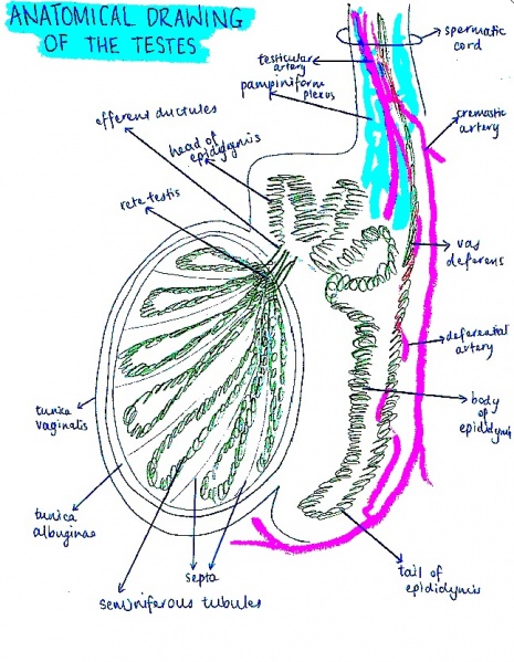 File:Anatomical diagram of testes.jpg