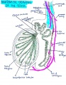 Anatomical drawing of adult male testes