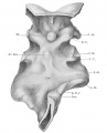 Fig 317 Pharynx embryo Rob. Meyer No. 300