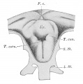 Fig. 335.Laryngeal entrance of an embryo of 28 to 29 days 8-9 mm