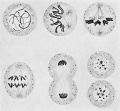 Fig. 30. Diagram, slightly modified from Agar, to show a typical cell division (karyogenesis)