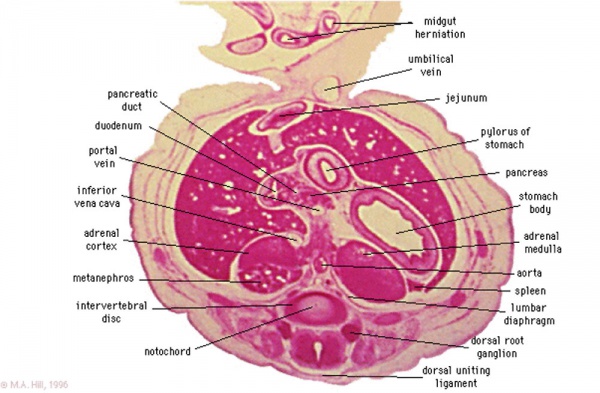 Cardiovascular System - Spleen Development - Embryology
