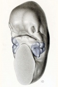 Embryo 12 mm