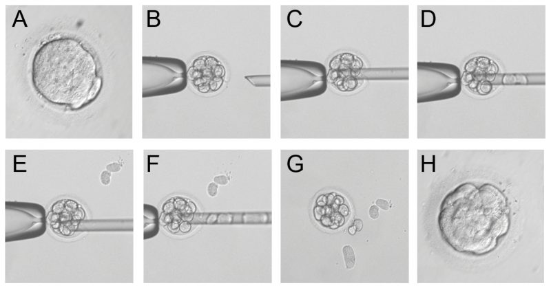 File:Biopsy of Morula Stage Embryo.png