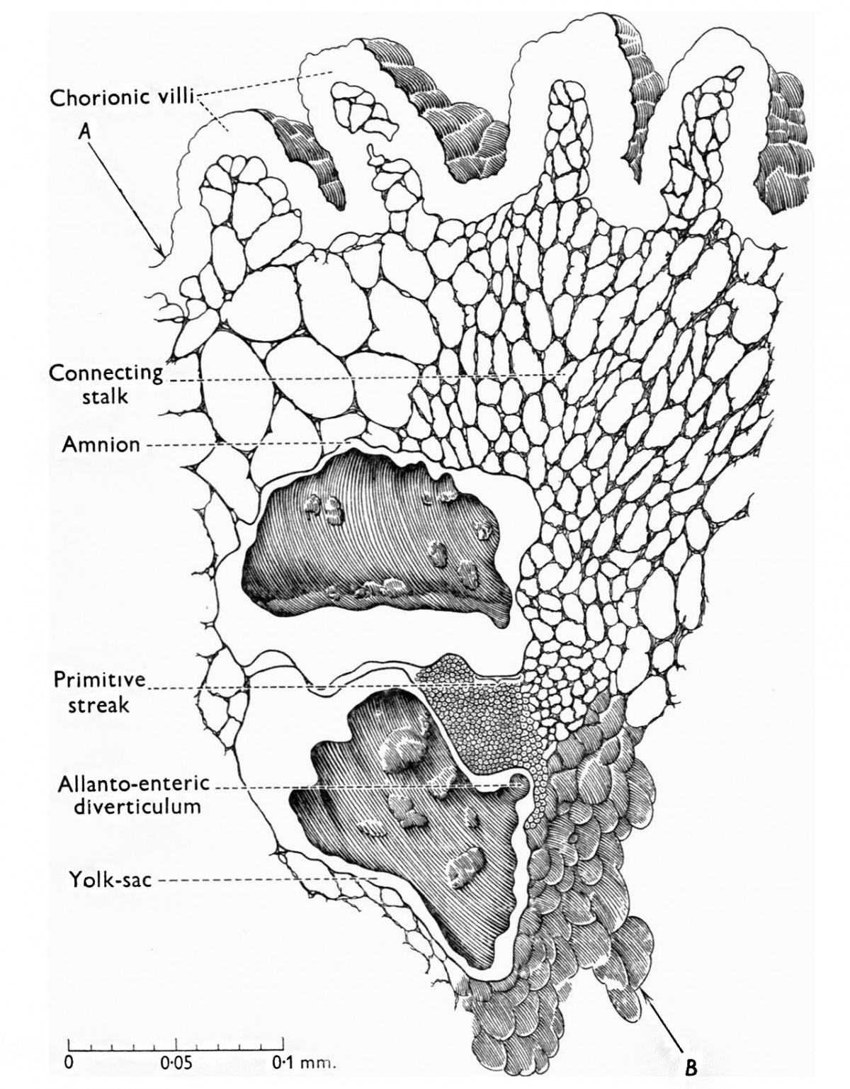 Paper - A presomite human embryo showing an early stage of the ...