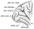 Fig. 127. The Mesial Aspect of the Occipital Lobe of a Human Brain