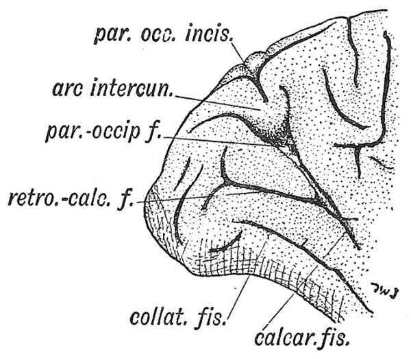 Fig. 127 Mesial Aspect of the Occipital Lobe of a Human Brain