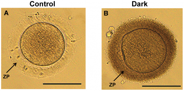 Oocytes with DZP demonstrate affect on fertility.png