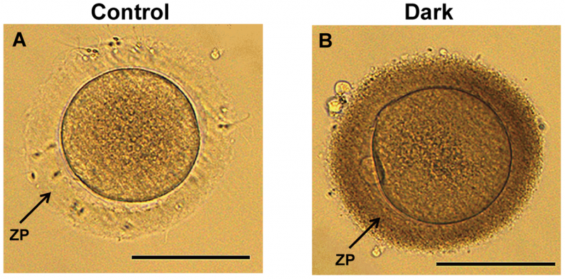 File:Oocytes with DZP demonstrate affect on fertility.png
