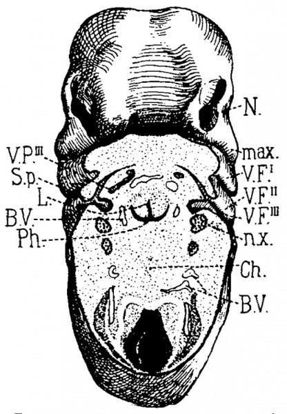 File:Sudler1902-fig06.jpg