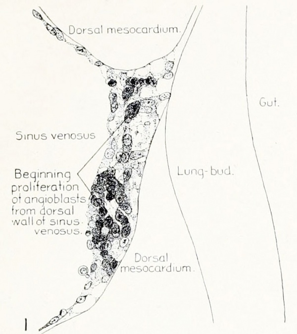 paper-origin-of-the-pulmonary-vessels-in-the-chick-1922-embryology