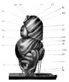 Fig 8. 65 mm embryo