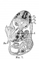 Fig 7 human embryo 4.3 mm