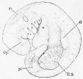 Fig. 216. His' embryo a, age probably twenty-three days