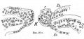 Fig. 22. Section of the Embryo