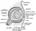 Fig. 148. Diagrammatic Section of the Eye showing the Parts formed from the Mesoblast. (After His' Model of the eye of a 3rd mouth human embryo.)