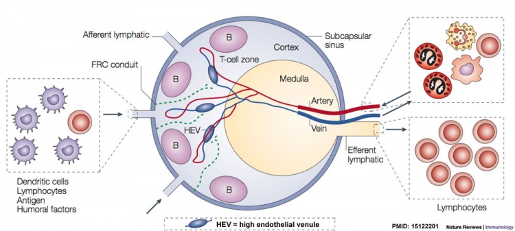 Mouse Lymph Node Movie 1 - Embryology