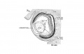 Carnegie stage 20 (Embryo 462)