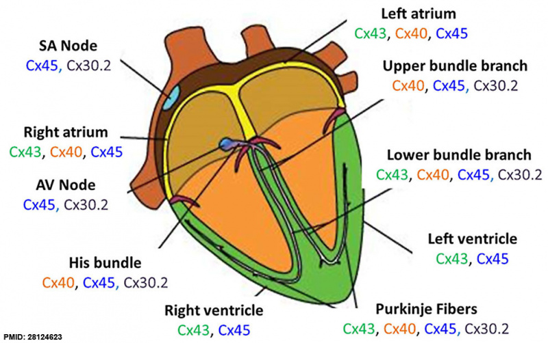 File:Cardiac connexins cartoon.jpg