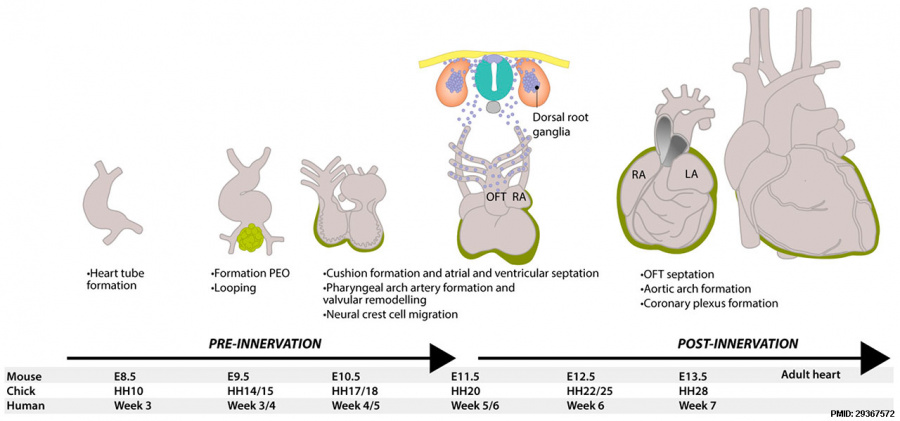 Cardiovascular System - Heart Development - Embryology