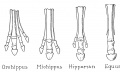 Fig. 2. Forefeet of horses