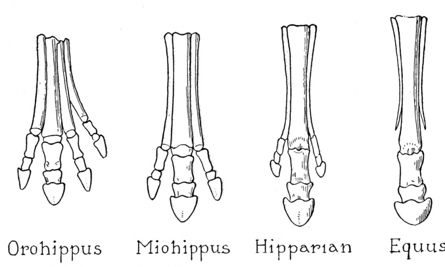 Book - Evolution and Genetics 1 - Embryology