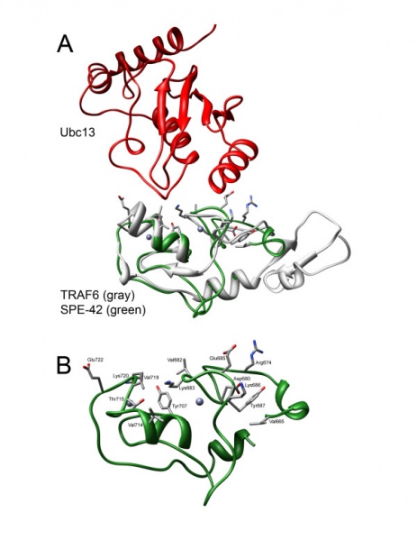 File:Protein-protein interaction.jpg