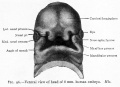 Fig. 96. Ventral view of head of 8 mm human embryo.