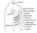 Fig. 21b. Showing the position of the Heart, Visceral and Aortic Arches in a fish. (Diagrammatic — after Gegenbaur.)