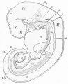 Fig. 441. Reconstruction of Fol's embryo