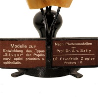 Ziegler model legend 21.jpg