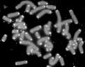 Chromosome telomeres