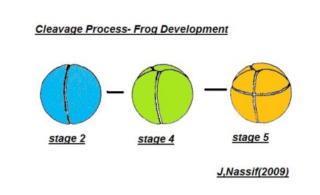 2009 Group Project 5 - Embryology