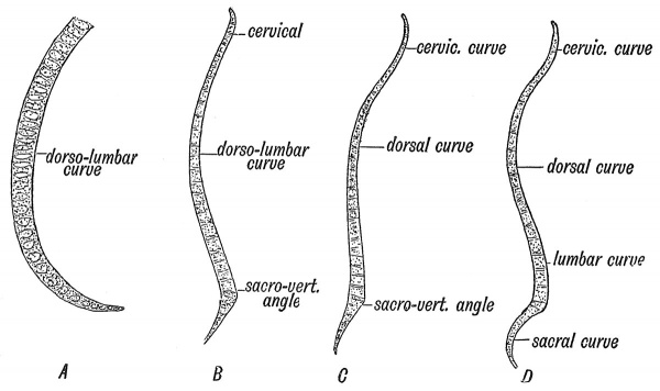 Fig. 48 Diagram of the Curves of the Spinal Column.