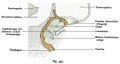 Fig. 355. Foregut, tongue, Mandibular arch (= lower jaw) and primitive nasal cavity of a human embryo of 9.1 mm
