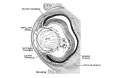 Carnegie stage 22 (Embryo 4339)