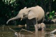 African elephant cow and calf.jpg