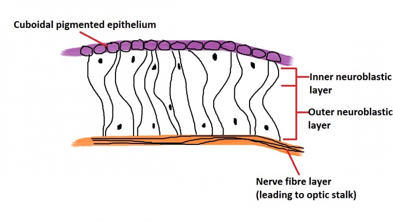 File:Formation of the retina 1.jpg