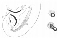 Fig 1 Wolflian body embryo 4.9 mm